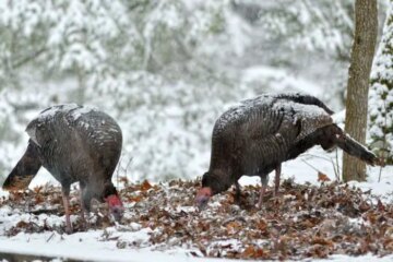 What Wild Turkeys Consume During Pennsylvania’s Winter Months