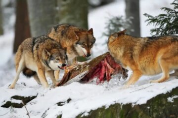 What Wolves Eat in Winter in Minnesota Wilderness Areas