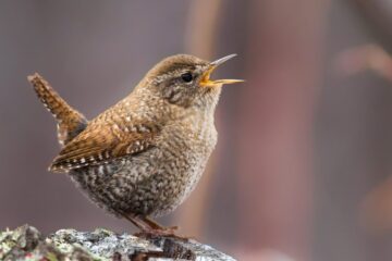 What Wrens Depend On During Harsh Winter in Vermont