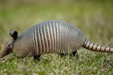 Why Armadillos in Oklahoma Dig Up Lawns