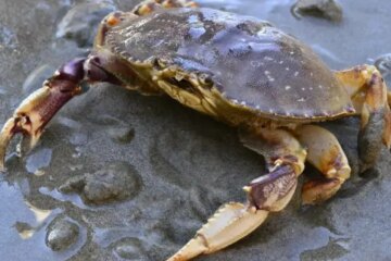 Why Crabs in Oregon Molt During Specific Tides