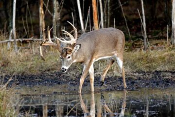 Why Deer in California Shift Diet in Drought Years