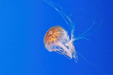 Why Jellyfish in New Jersey Gather in Seasonal Blooms