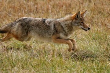 Why Nevada Coyotes Hunt Rodents After Heat Waves