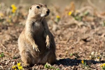 Why Prairie Dogs in Wyoming Influence Predator Diets