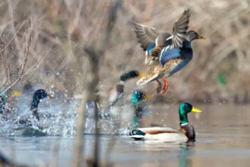 Why Wild Ducks in Arkansas Move After Cold Fronts