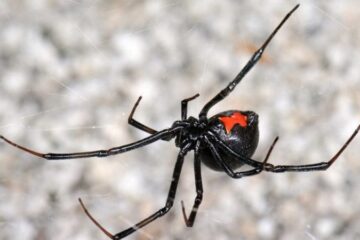 Widow Spiders in Maryland Hide Secrets Almost No One Knows