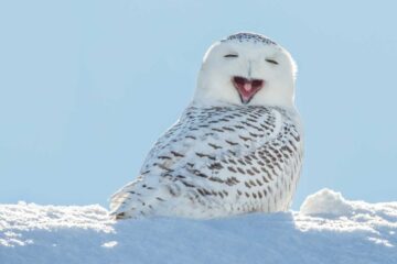 The Little-Known Winter Diet of Snowy Owls in Minnesota