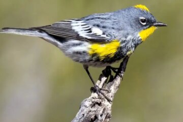 40 Warblers in North Carolina (With Pictures and Identification)