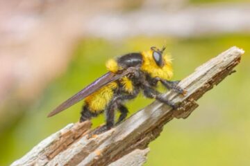 Africanized “Killer” Bees in Arizona: Real Threat or Just Fear?