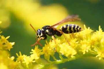 Aggressive Yellow Jackets in New Jersey: A Real Backyard Threat