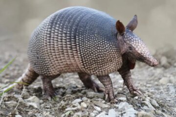 Amazing and Little-Known Traits of Florida Armadillos