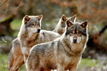 Amazing Teamwork Behavior Found in Colorado Wolves