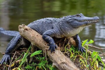 10 Creatures in Louisiana Wetlands That Avoid Daylight