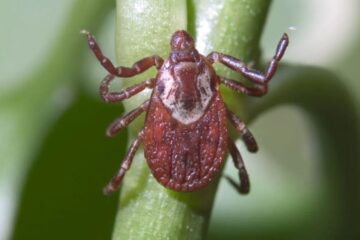 20 Dangerous Bugs in South Dakota (Pictures and Identification)