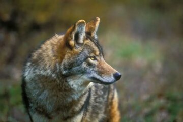 Are Coyotes and Wolves Hybridizing in Washington?