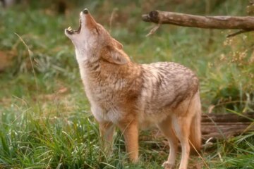 Are Coywolves Actually Living in Massachusetts?