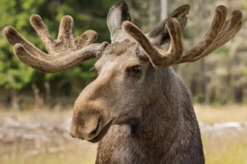 Are Moose and Deer Hybridizing in Maine?