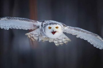 Are Owls in Wisconsin Attacking Pets, or Is This a Myth?