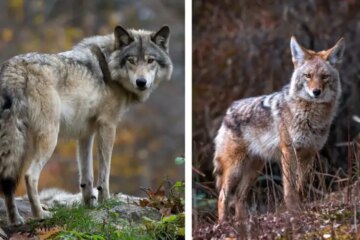 Are Wolves in Minnesota Breeding with Coyotes?