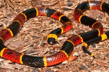 Arizona Coral Snake: Tiny Body, Powerful Venom