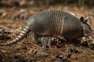 The Hidden Reason Armadillos Keep Digging Near Louisiana Homes