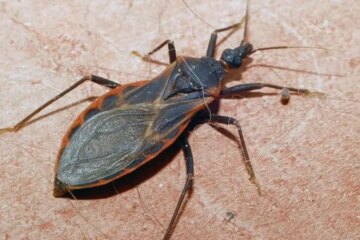 Why Assassin Bugs Cause Severe Reactions in Arizona