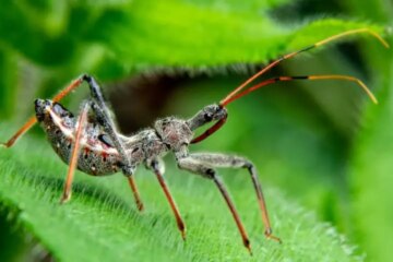 Assassin Bugs in Florida: Small Predators With a Painful Reputation