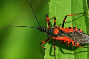 What New Mexico Residents Need to Know About Assassin Bugs