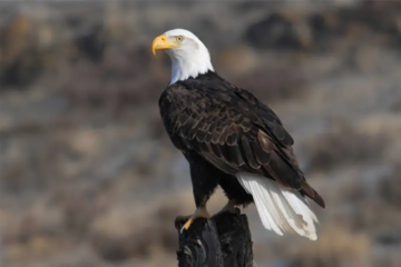 2 Types of Eagles in New Jersey (With Pictures and Identification)