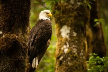 2 Types of Eagles in Missouri (With Pictures and Identification)