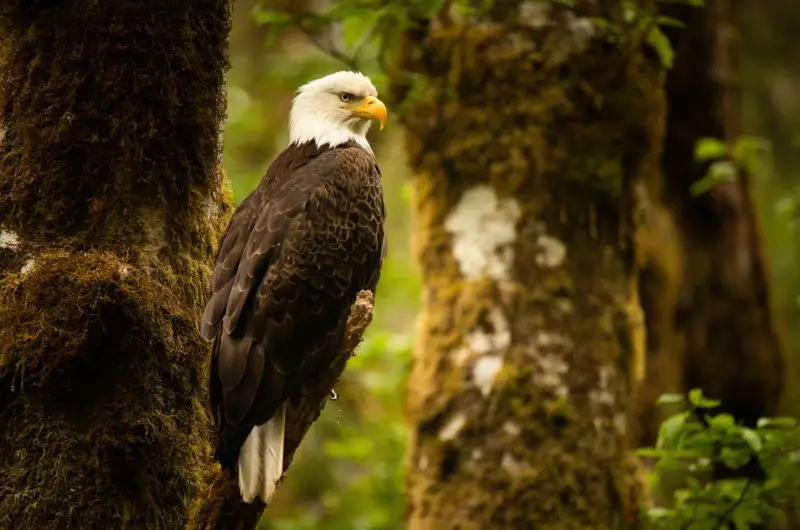 Types of Eagles in Missouri