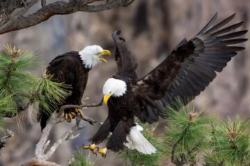 2 Types of Eagles in Oregon (With Pictures and Identification)