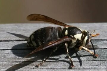 The Science Behind Venom Strength Differences Among Wasps in Indiana