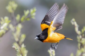 The Fascinating Truth About Baltimore Orioles in Maryland