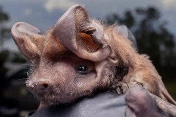 Why Bats in Florida Homes Are Often Feared for the Wrong Reasons