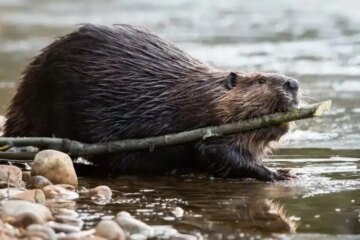 What Most Michigan Residents Misunderstand About Beaver Activity