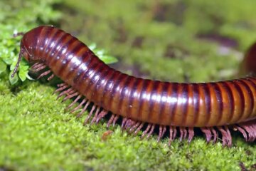 Venomous Millipedes in Florida That Residents Rarely Notice
