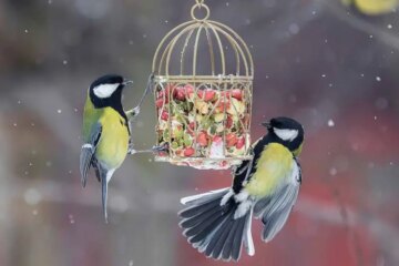 Best Foods to Bring Beautiful Winter Birds to Nevada Backyards