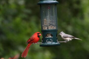 Best Ways to Attract Songbirds to Florida Backyards