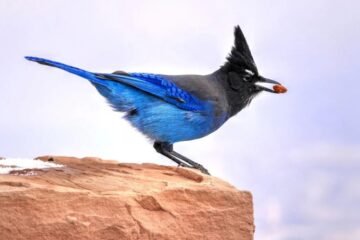 Best Ways to Attract Steller’s Jays and Other Jays in Oregon