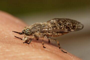 The Hidden Disease Risk Linked to Biting Flies in Texas