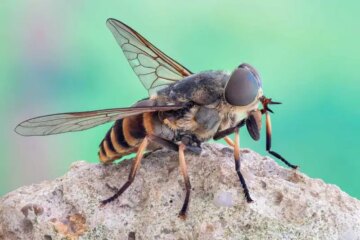 Minnesota Biting Horse Flies: Small Insects With Brutal Bites