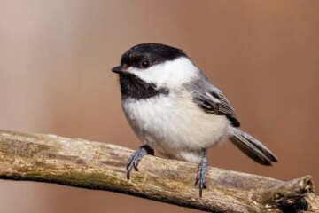 6 Backyard Birds Commonly Seen During Michigan Winters