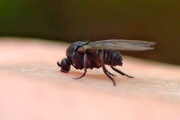 Black Flies in New Hampshire: Small Insects With Big Pain