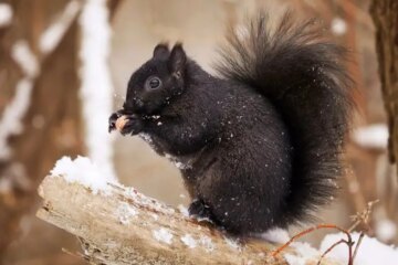 How Black Squirrels in Connecticut Use Intelligence to Store Food for Winter