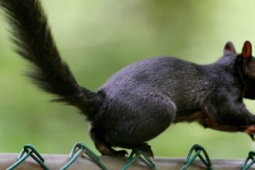 The Secret Behind Black Squirrels in Maryland Neighborhoods
