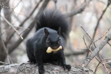 What People Often Get Wrong About Black Squirrels in North Carolina
