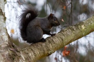 Why Black Squirrels Are Surprising Residents in Tennessee Neighborhoods
