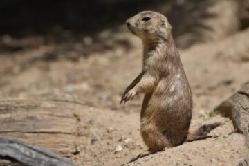 Interesting Life of Montana Prairie Rodents You Didn’t Know